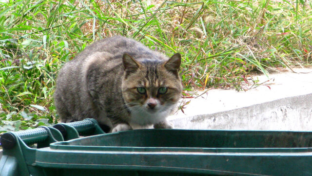 警惕的猫咪