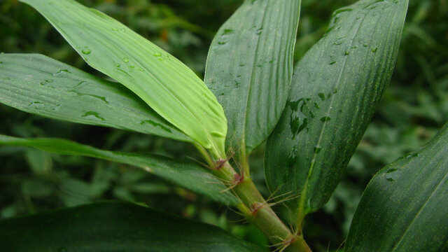 雨后箬竹