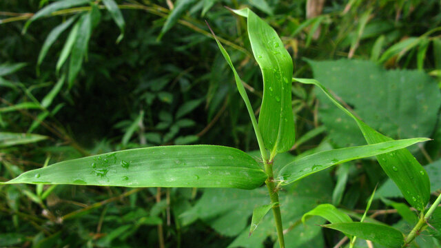 雨后青翠的箬竹叶