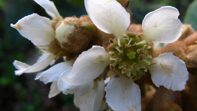 枇杷花花蕊近摄