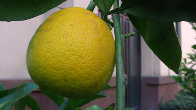 庭院栽植的柑橘