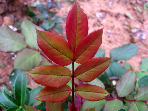 月季花的嫩枝嫩叶