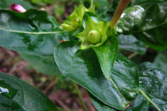 开过花的紫茉莉