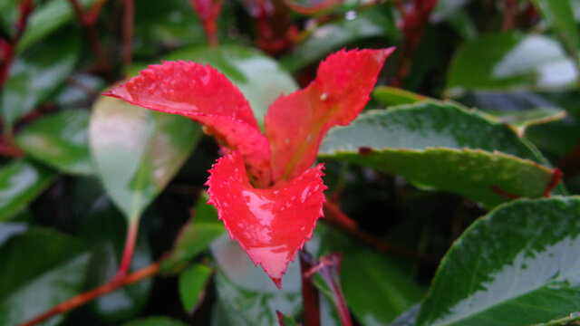 细雨中的红色石楠叶