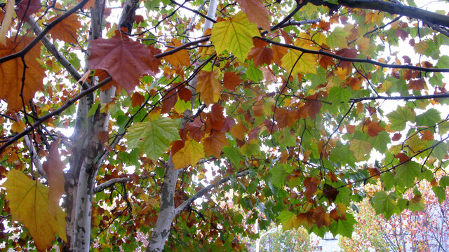 色彩斑斓的悬铃木树叶