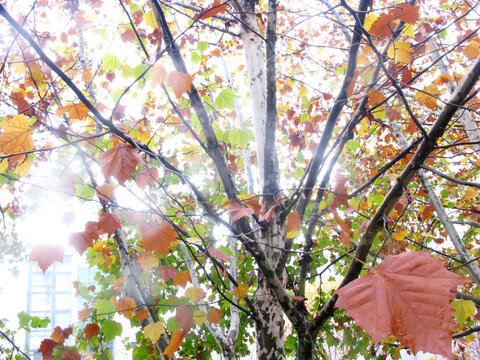 满眼秋色的悬铃木