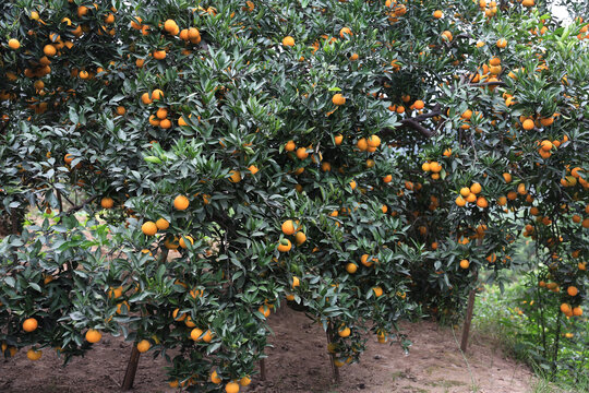 脐橙果园满树果实绿色农业