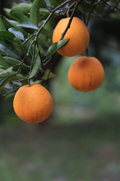 脐橙挂在树上