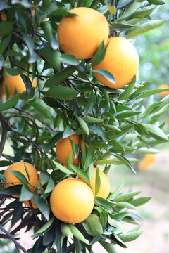 脐橙果园挂果实满树金黄色