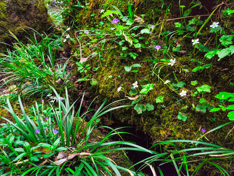 生态苔藓小野花