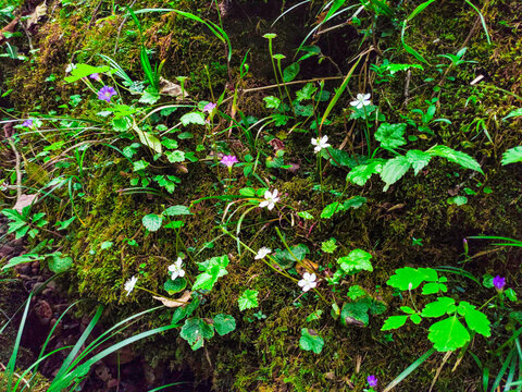 生态苔藓小野花