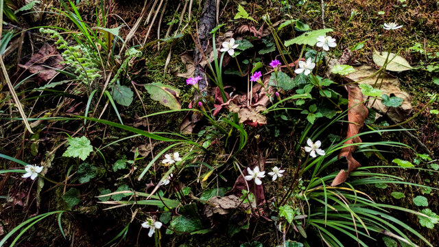 生态苔藓小野花