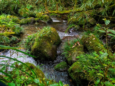 原始生态溪流卵石苔藓