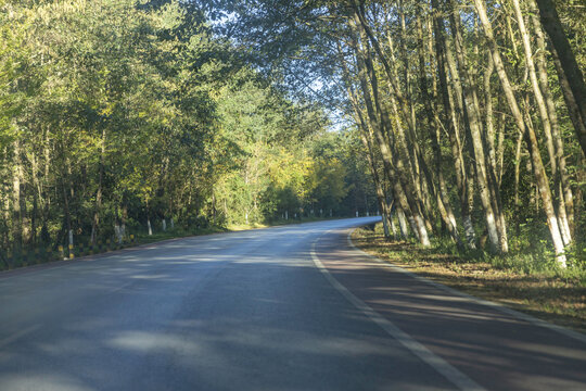 道路光影树林