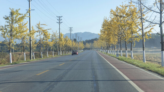 道路光影树林