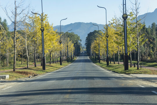 道路光影树林