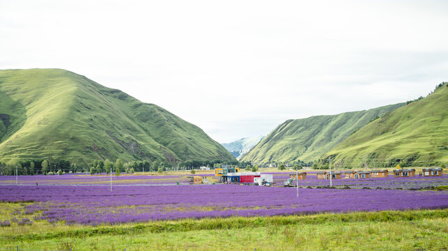 薰衣草花海