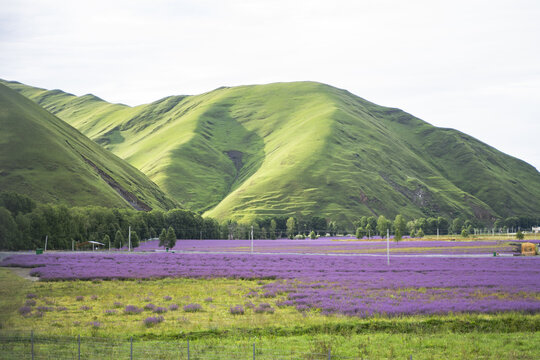 甘孜薰衣草花海