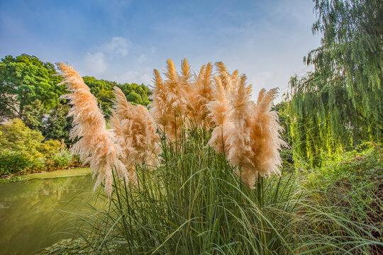 芜湖铁山宾馆莲塘茅草