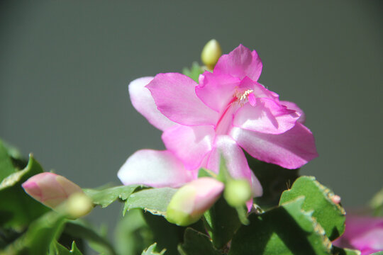 粉色蟹爪兰开花