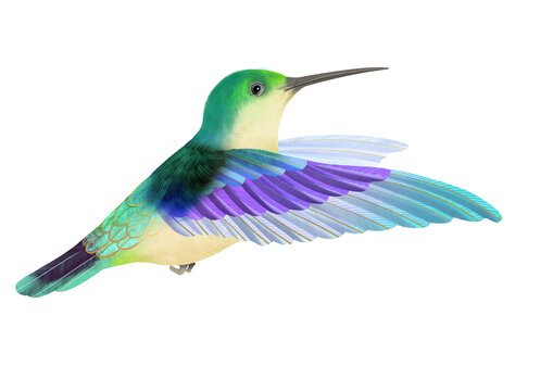 蜂鳥插畫