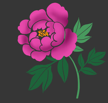 牡丹花插畫