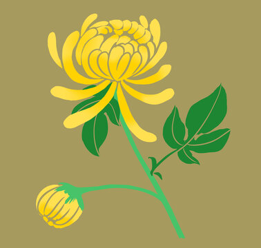 菊花插畫