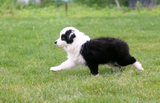 边境牧羊犬幼犬动态