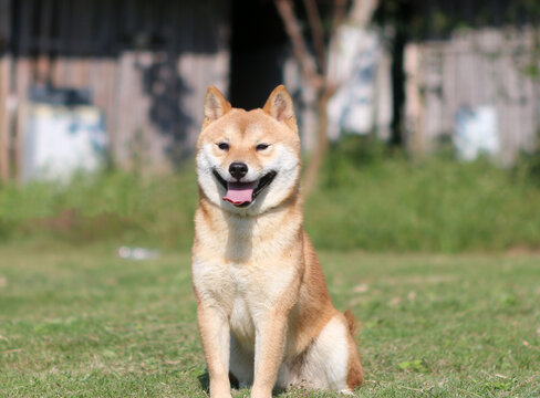 会笑的柴犬