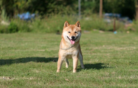 豆柴犬