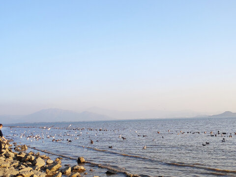 深圳湾海滩碎石漫步