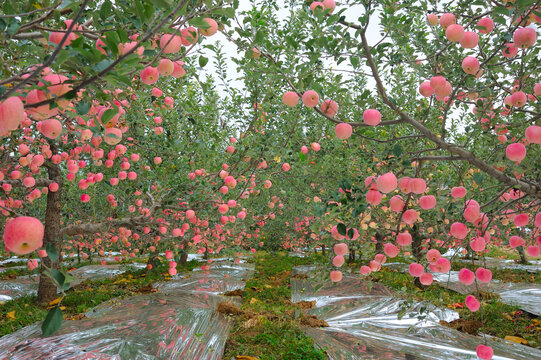 富士苹果树