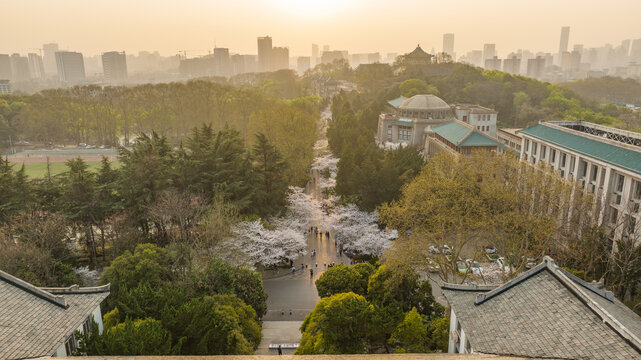 武汉大学樱花