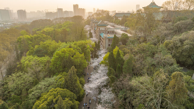 武汉大学樱花