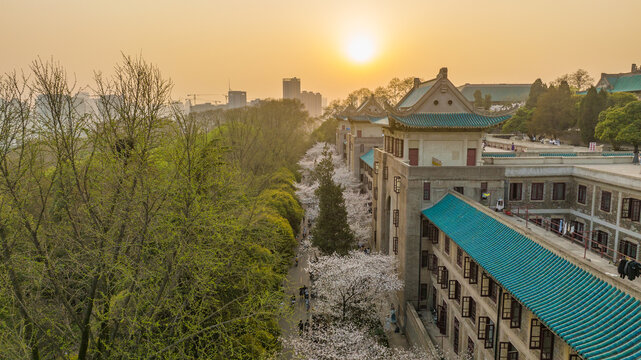 武汉大学樱花