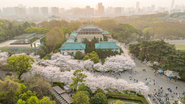 武汉大学樱花