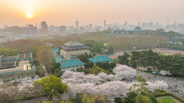 武汉大学樱花