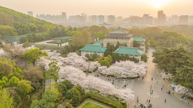 武汉大学樱花