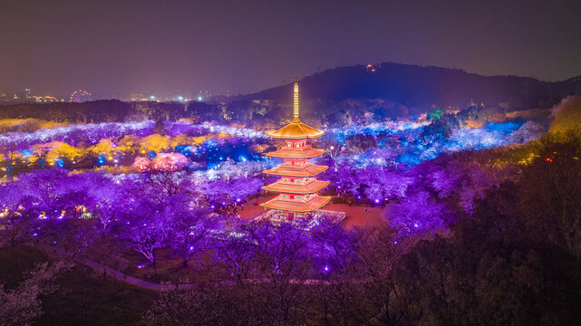 武汉东湖樱花园夜景