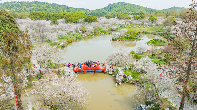 武汉东湖樱花园