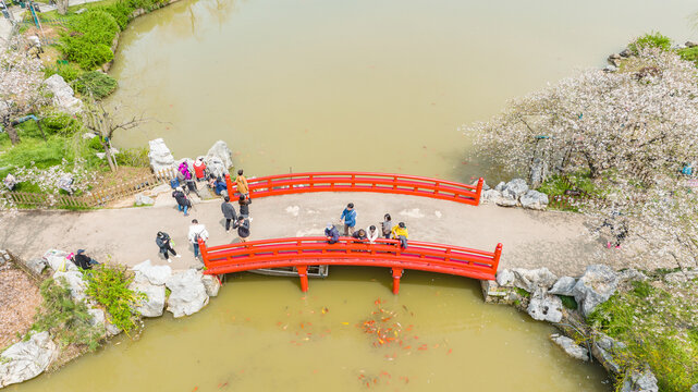 东湖樱花园