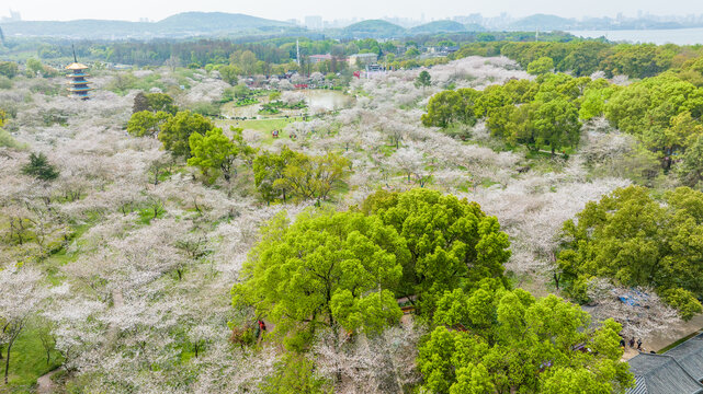 武汉东湖樱花园