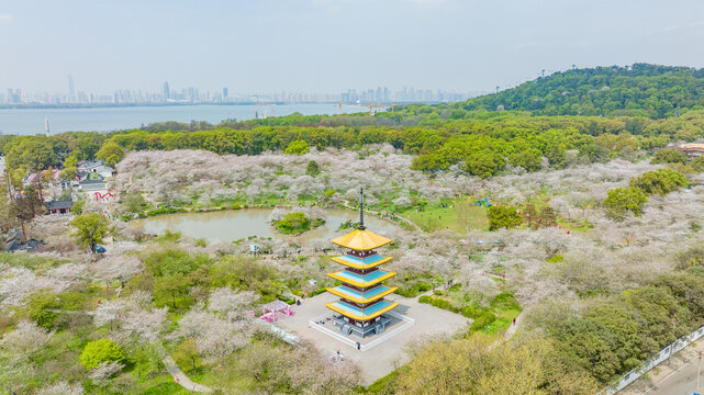 武汉东湖樱花园