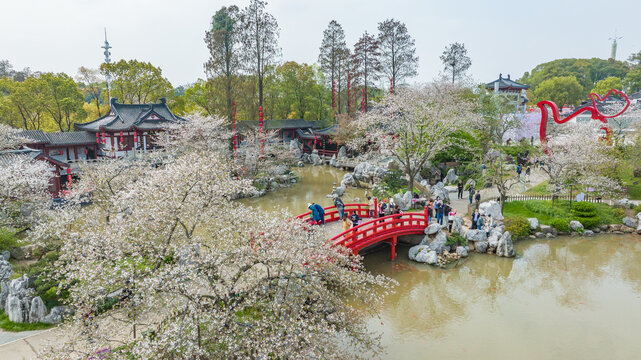 武汉东湖樱花