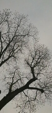 夜空中的乌桕树