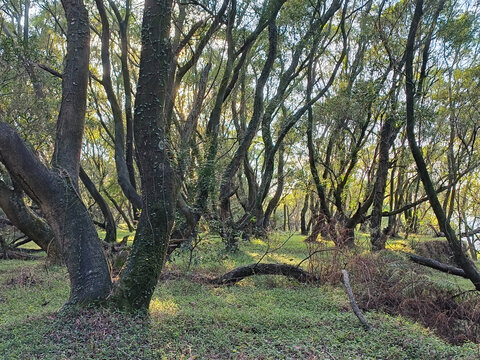 山地林木自然景观阳光透过树梢