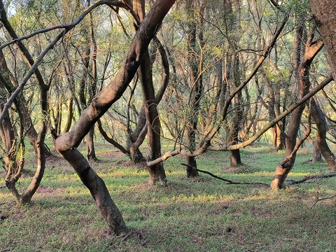 原始森林植被景观阳光森林林