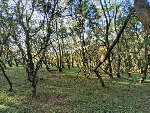 原始森林植被景观阳光森林林