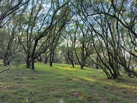 原始森林植被景观阳光森林林