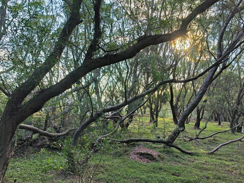 原始森林植被景观阳光森林林